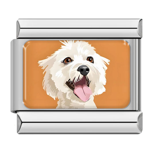 Bichon Maltais