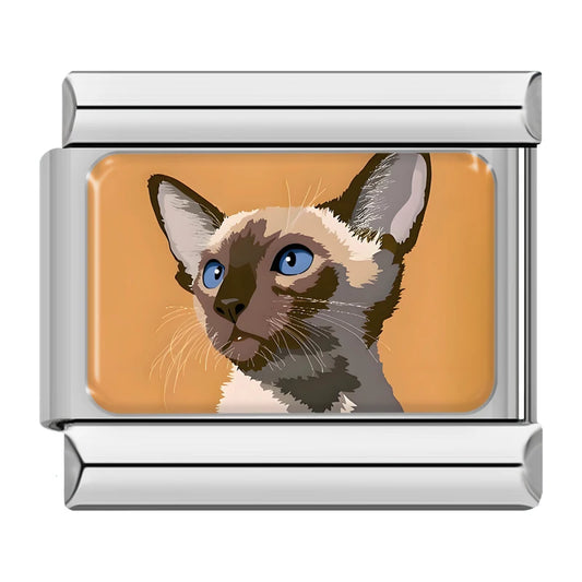 Chat Yeux Bleu